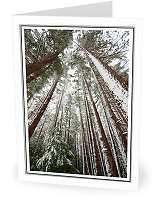 Winter Wonderland - Cortes Style - Forest photo from  Cortes Island British Columbia, Canada