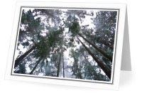 Fir Forest in Snowstorm - Forest photo from  Cortes Island BC, Canada