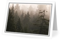 Foggy Forest - Forest photo from Manson Landing Cortes Island BC, Canada