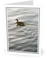 Canada Goose - Goose photo from  Cortes Island BC, Canada