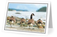 Balancing Act - Goose photo from  Cortes Island BC, Canada