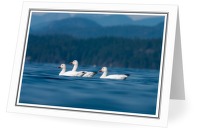 Chen Caerulescens - Goose photo from  Cortes Island BC, Canada