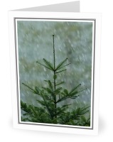 Young Grand Fir tree in Falling Snow - Grand Fir photo from  Cortes Island BC, Canada