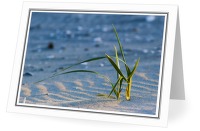 Salt Grass - Grass photo from  Cortes Island BC, Canada