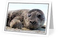 Baby Harbour Seal - Harbour Seal photo from  Cortes Island British Columbia, Canada