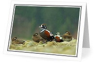 Harlequin's in the Rain - Harlequin Duck photo from  Cortes Island British Columbia, Canada