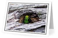 New and Old - Hemlock photo from  Cortes Island BC, Canada