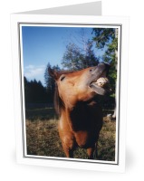 Jake - Horse photo from  Cortes Island BC, Canada