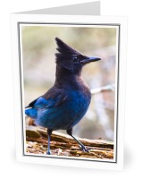 Steller's Jay - Jay photo from  Cortes Island BC, Canada