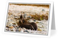 Otter Family - Otter photo from Smelt Bay Cortes Island BC, Canada