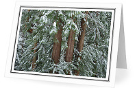 Winter Ceder Still Life - Red Ceder photo from  Cortes Island British Columbia, Canada