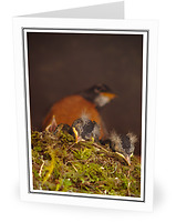 Sleeping Baby Robins - Robin photo from  Cortes Island British Columbia, Canada
