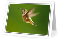 Rufous Hummingbird - Rufous Hummingbird photo from Smelt Bay Cortes Island BC, Canada