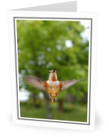 Rufus Hummingbird - Rufus Hummingbird photo from  Cortes Island British Columbia, Canada