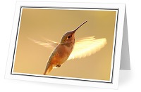 Rufus Hummingbird - Rufus Hummingbird photo from  Cortes Island British Columbia, Canada