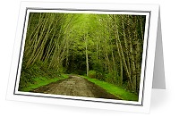 Springtime on Alder Lane - Rural Landscape photo from  Cortes Island British Columbia, Canada