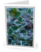 Salal in Winter - Salal photo from  Cortes Island BC, Canada