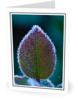 Fortitude - Salal photo from  Cortes Island BC, Canada