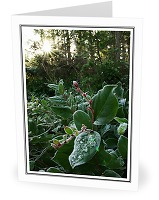 Salal and the Afternoon Sun - Salal photo from  Cortes Island BC, Canada