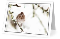 Song Sparrow - Sparrow photo from  Cortes Island BC, Canada