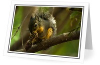 A Snack Beneath the Cedar Tree - Squirrel photo from  Cortes Island BC, Canada