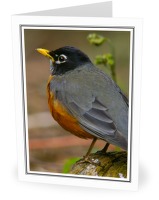 Amarican Robin - Thrush photo from  Cortes Island BC, Canada