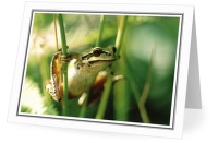 Pacific Tree Frog - Tree Frog photo from  Cortes Island BC, Canada