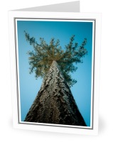 Looking Up - Tree photo from  Cortes Island BC, Canada