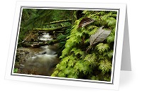 Leaves on Moss - Tree photo from  Cortes Island BC, Canada