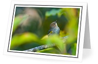 Yellow-rumped Warbler - Warbler photo from Smelt Bay Cortes Island BC, Canada