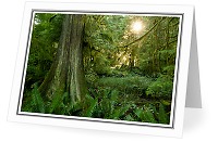 Old Forest - Western Red Cedar photo from Basil Brook Cortes Island BC, Canada