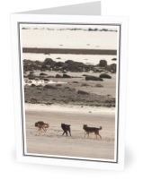 Gray Wolves Running on the Beach - Wolf photo from  Cortes Island BC, Canada