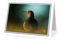 Northern Flicker Portrait - Woodpecker photo from Smelt Bay Cortes Island BC, Canada