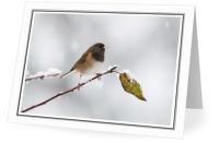 Junco - Dark-eyed Junco photo 
