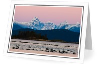 Surf Scoters and the Coast Ranges - Surf Scoter photo from  Desolation Sound BC, Canada