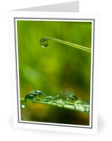 Rain on Couch Grass - Droplet photo 