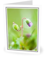 May Flowers - Flower photo 