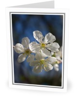Cherry Blossoms - Flower photo from  France France
