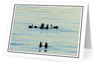 Dabbling Ducks - Funny Animal photo 