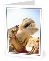 Dental Floss Time  Perhaps? - Camel photo from  Giza Egypt