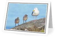 Seagull Family - Glaucous-winged Gull photo from  Mitlenatch Island British Columbia, Canada