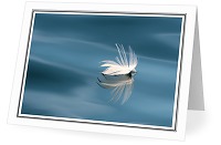 Floating Seagull Feather - Nature Still Life photo from  Mitlenatch Island British Columbia, Canada