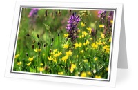 Mitlenatch Wildflowers - Wildflower photo from  Mitlenatch Island BC, Canada