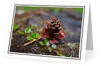 A Little Pine Cone - Nature Still Life photo 