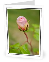 Opening Rosebud - Rose photo 