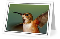 Hummingbird Action Portrait - Rufus Hummingbird photo 