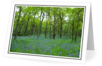 Forest #343 - Forest photo from  Scotland Scotland