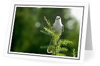 Portrait of a Gray Jay - Gray Jay photo from  Strathcona Provincial Park British Columbia, Canada