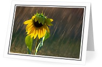 Sunflower in the Rain - Sunflower photo 