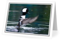Hooded Merganser - Merganser photo from Granville Island Vancouver BC, Canada